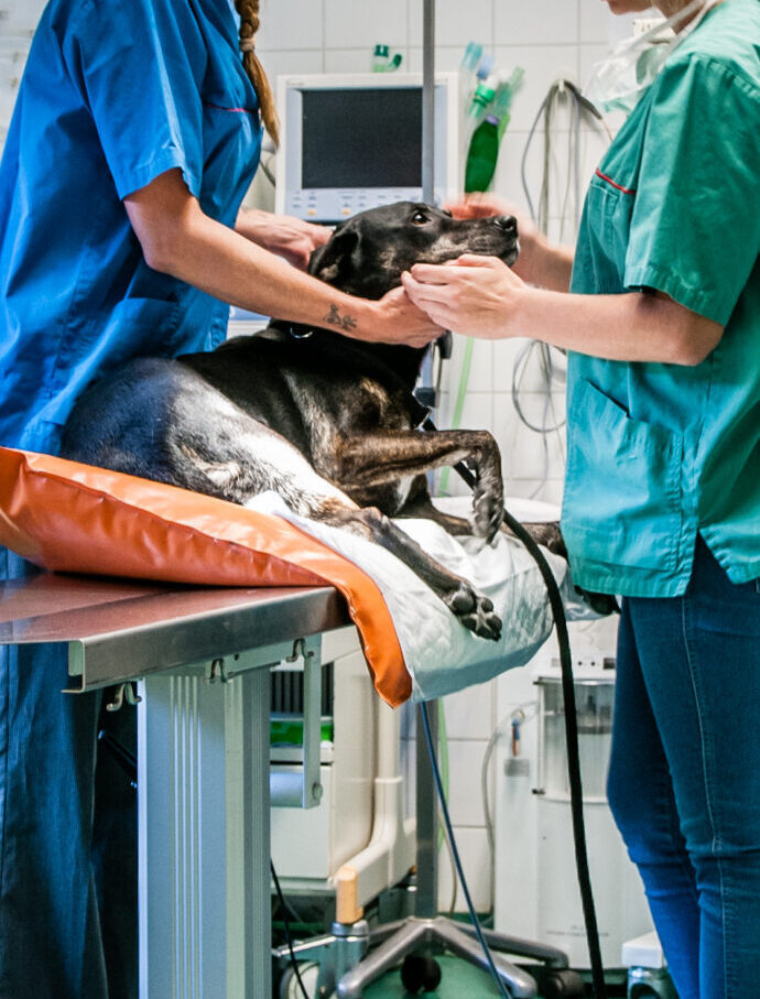 www.de-dierenarts.nl-158